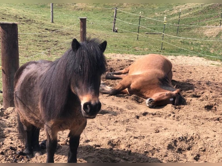 Warmblood pesado Mestizo Caballo castrado 6 años 155 cm Bayo in Hofstetten
