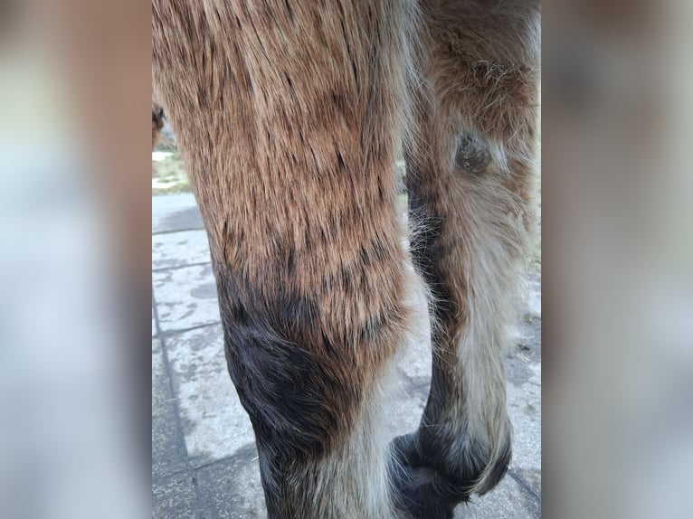 Warmblood pesado Caballo castrado 6 años 156 cm Bayo in Neustadt am Rübenberge