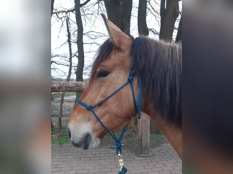 Warmblood pesado Caballo castrado 6 años 156 cm Bayo in Neustadt am Rübenberge