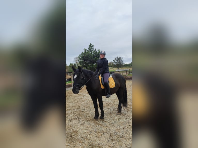 Warmblood pesado Mestizo Caballo castrado 6 años 164 cm Negro in Sennewitz