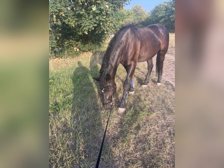 Warmblood pesado Mestizo Caballo castrado 6 años 164 cm Negro in Sennewitz