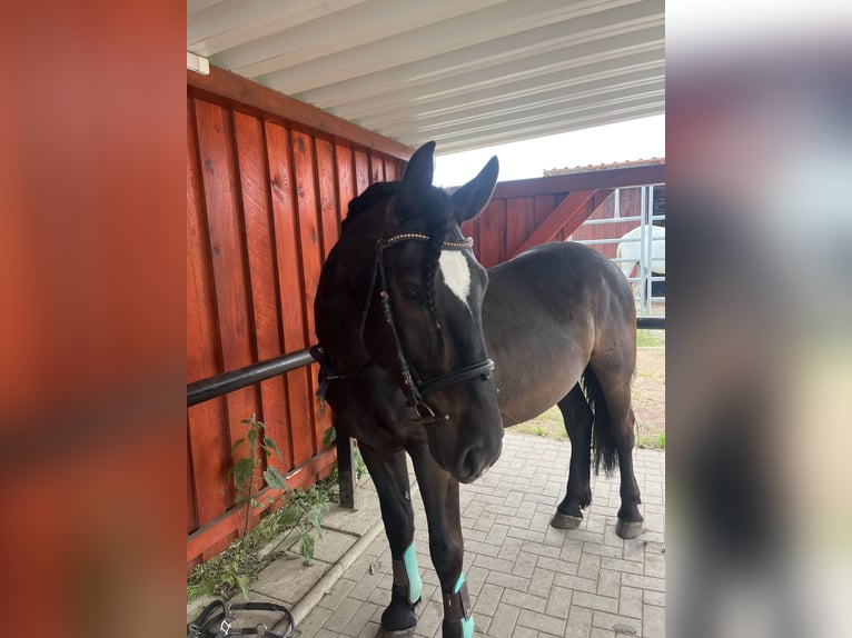Warmblood pesado Mestizo Caballo castrado 6 años 164 cm Negro in Sennewitz