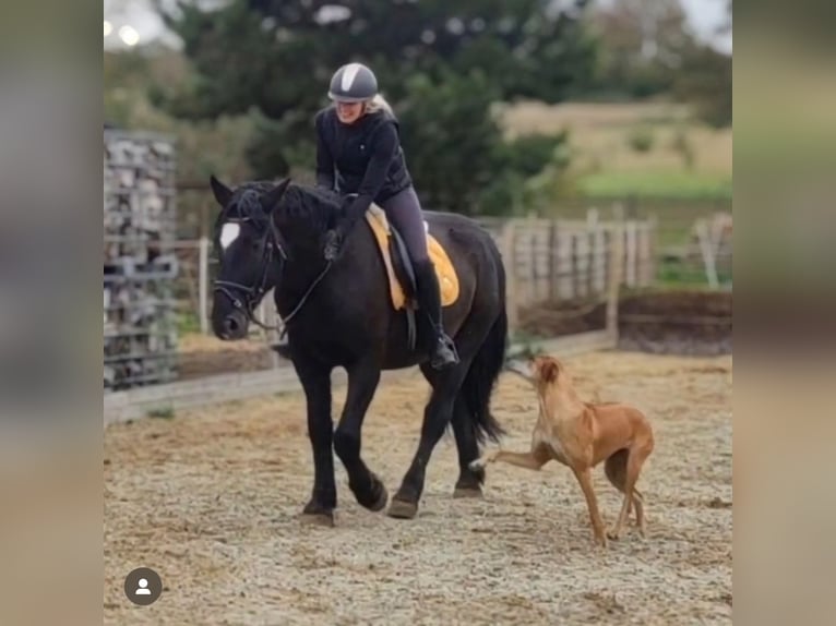 Warmblood pesado Mestizo Caballo castrado 6 años 164 cm Negro in Sennewitz