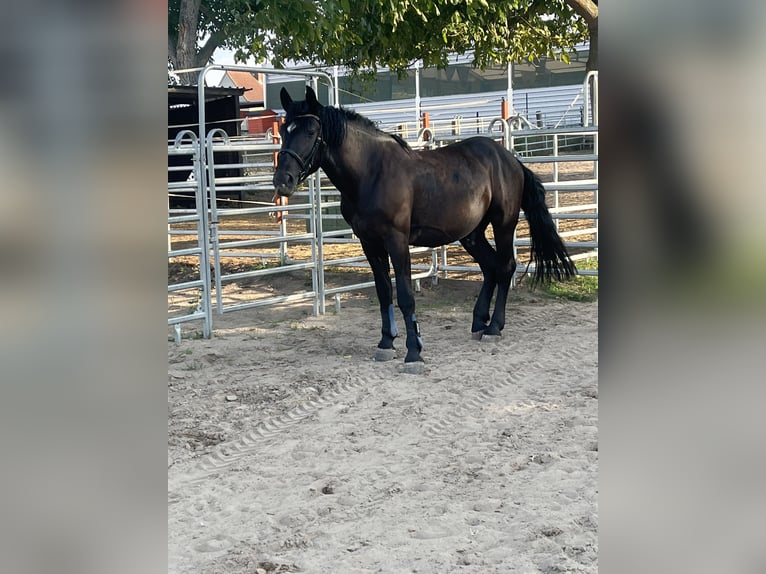 Warmblood pesado Mestizo Caballo castrado 6 años 164 cm Negro in Sennewitz
