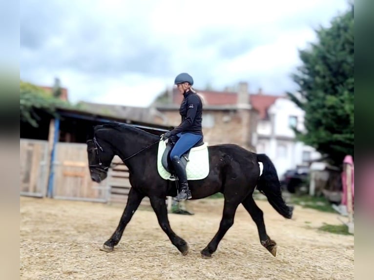 Warmblood pesado Mestizo Caballo castrado 6 años 164 cm Negro in Sennewitz
