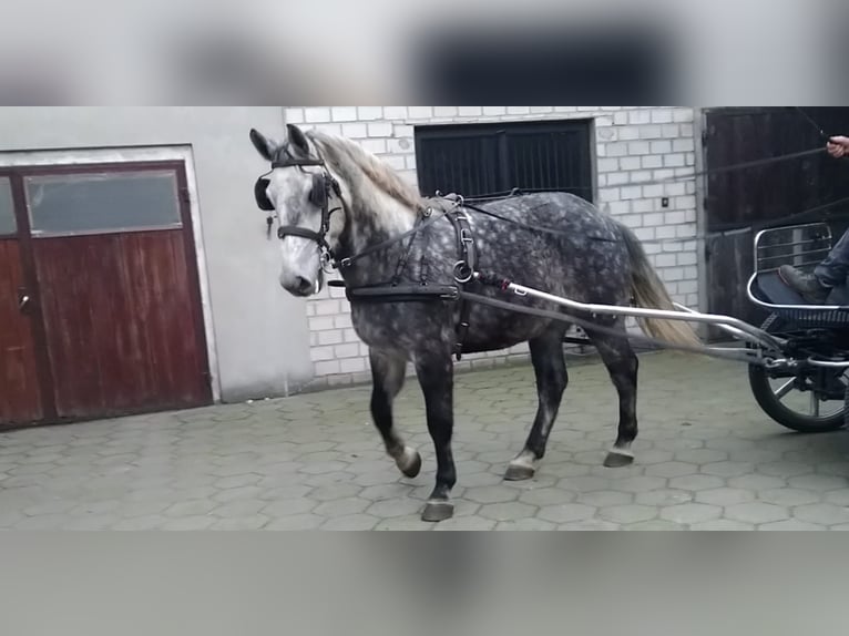 Warmblood pesado Caballo castrado 6 años 165 cm Tordo rodado in Kamenz