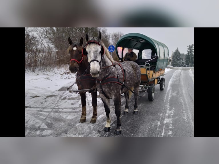 Warmblood pesado Caballo castrado 6 años 165 cm Tordo rodado in Kamenz