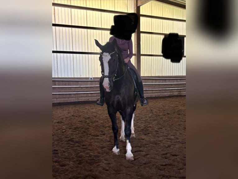 Warmblood pesado Caballo castrado 6 años 176 cm Negro in Zarpen