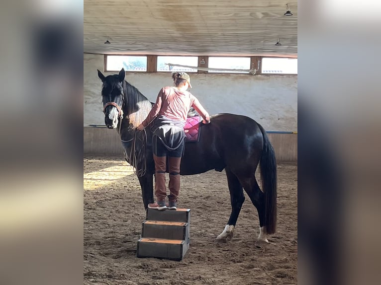 Warmblood pesado Caballo castrado 6 años 176 cm Negro in Rittersdorf