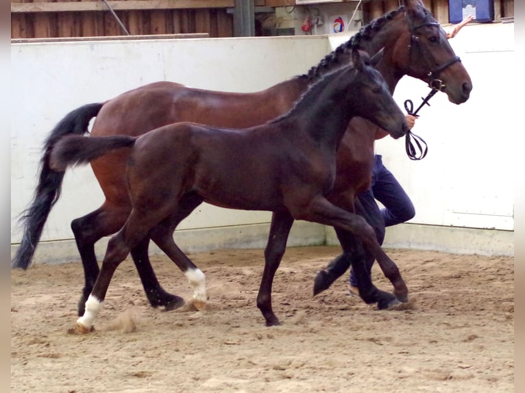 Warmblood pesado Caballo castrado 6 años 176 cm Negro in Rittersdorf