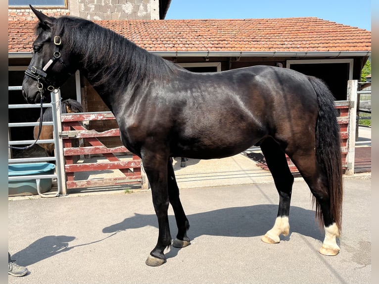 Warmblood pesado Caballo castrado 6 años 176 cm Negro in Rittersdorf