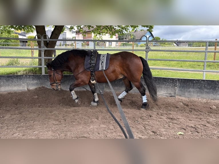 Warmblood pesado Mestizo Caballo castrado 7 años 153 cm Castaño in Braunfels Bonbaden