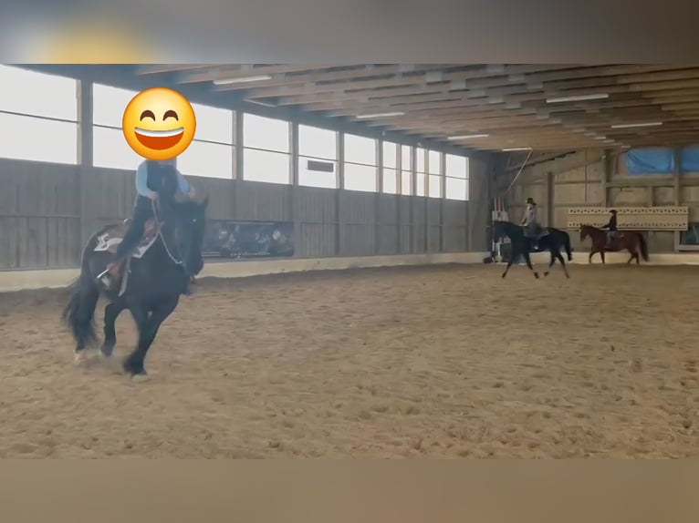 Warmblood pesado Caballo castrado 7 años 160 cm Negro in Udestedt