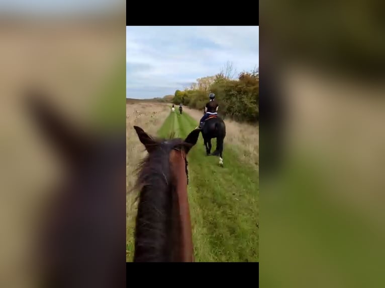 Warmblood pesado Caballo castrado 7 años 160 cm Negro in Udestedt