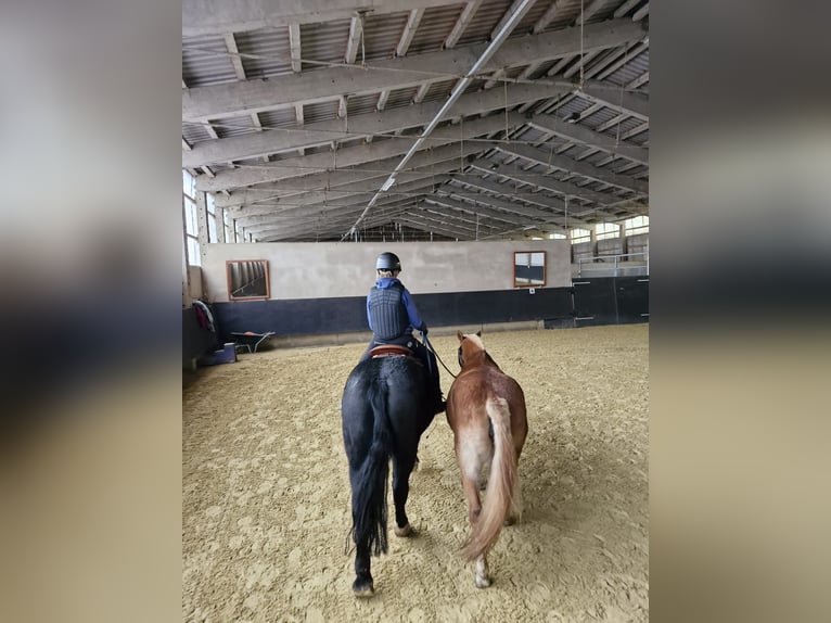Warmblood pesado Caballo castrado 7 años 160 cm Negro in Udestedt