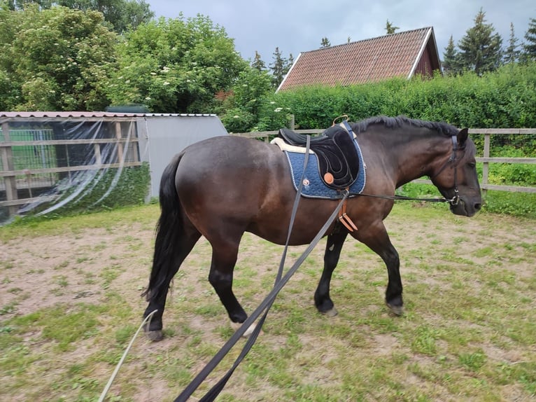 Warmblood pesado Caballo castrado 7 años 160 cm Negro in Udestedt