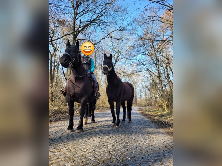 Warmblood pesado Caballo castrado 7 años 160 cm Negro in Udestedt