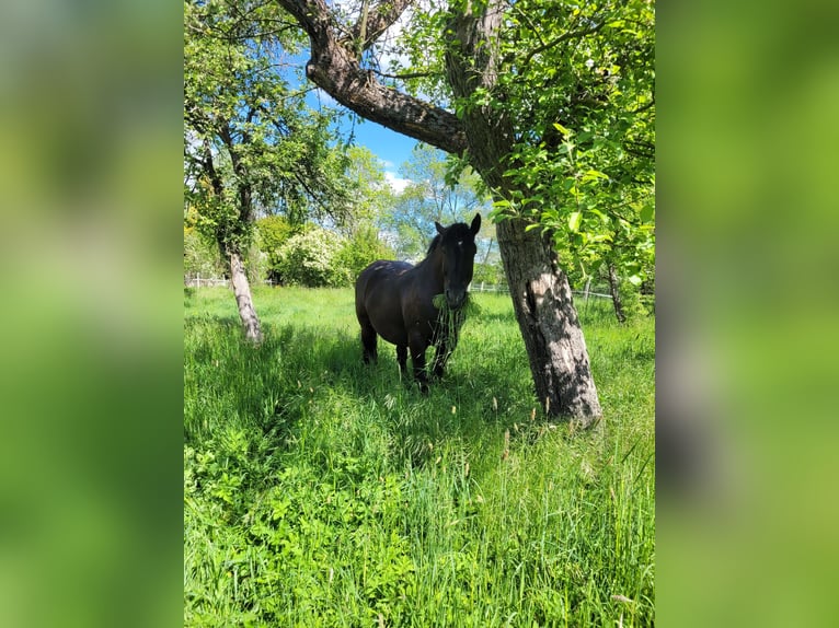 Warmblood pesado Caballo castrado 7 años 160 cm Negro in Udestedt