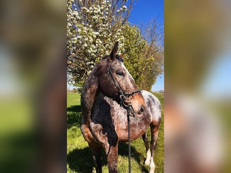 Warmblood pesado Caballo castrado 7 años 164 cm  in Hochstadt
