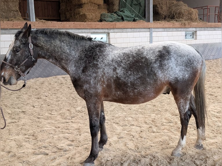 Warmblood pesado Caballo castrado 7 años 164 cm in Hochstadt