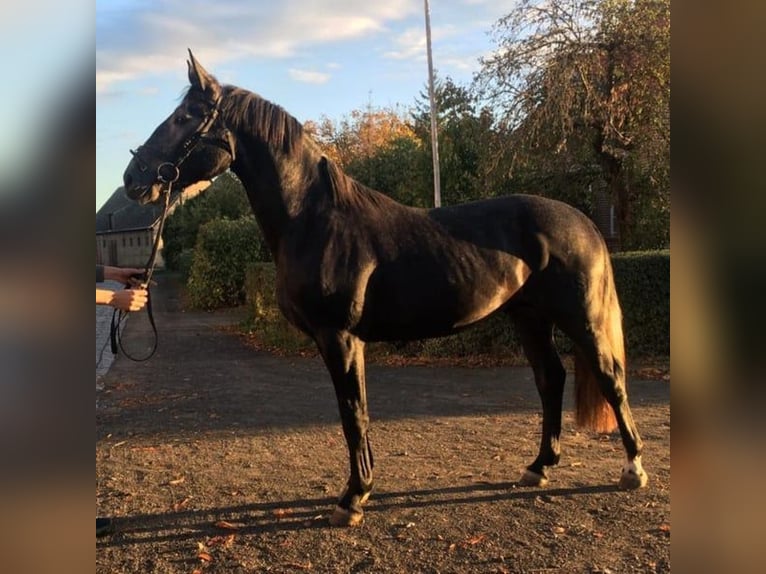 Warmblood pesado Caballo castrado 7 años 165 cm Tordo in Stühlingen