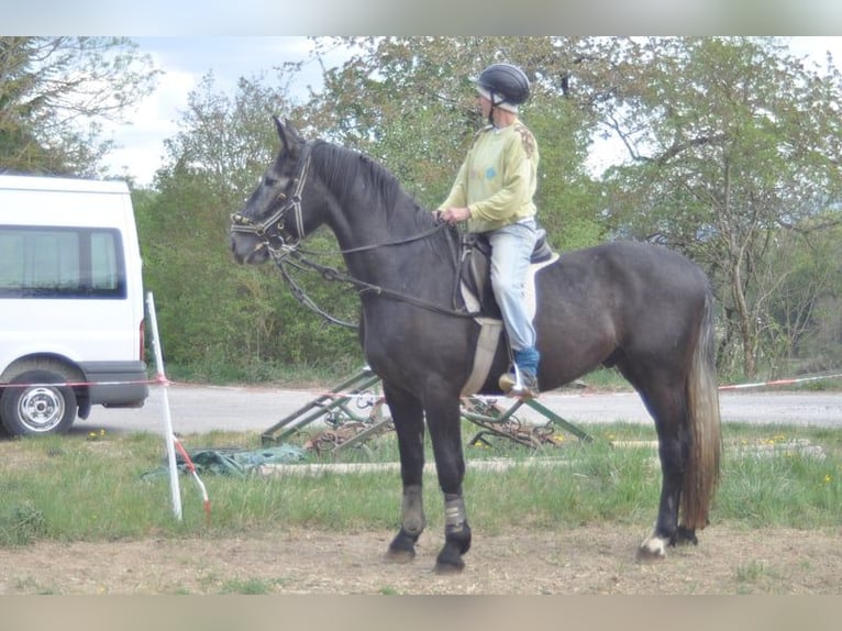 Warmblood pesado Caballo castrado 7 años 165 cm Tordo in Stühlingen