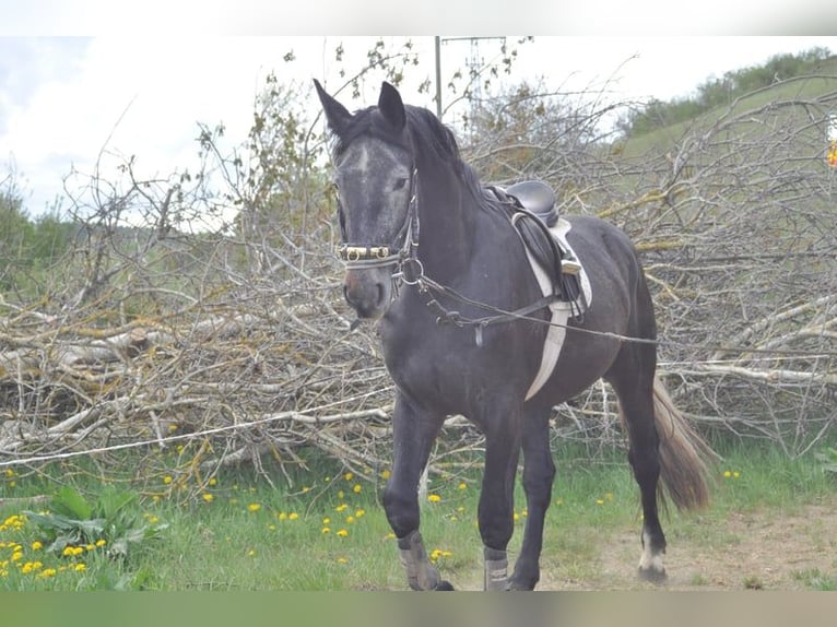 Warmblood pesado Caballo castrado 7 años 165 cm Tordo in Stühlingen