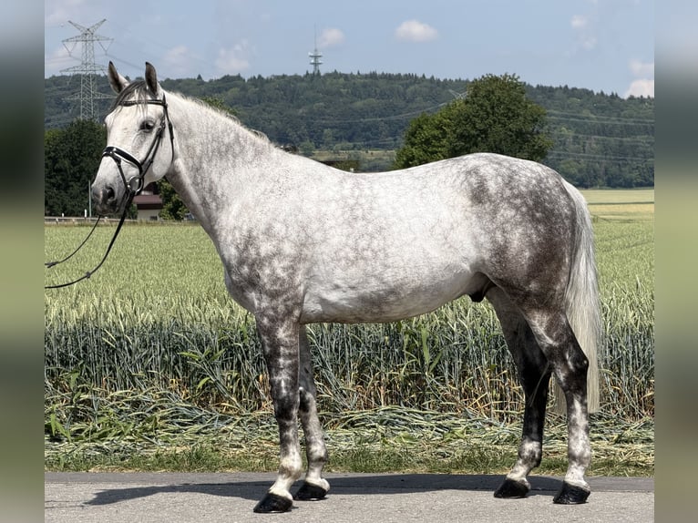 Warmblood pesado Caballo castrado 7 años 167 cm Tordo rodado in Riedlingen