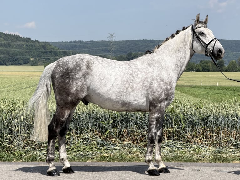 Warmblood pesado Caballo castrado 7 años 167 cm Tordo rodado in Riedlingen