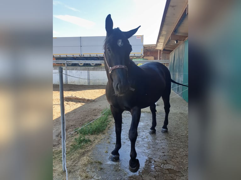 Warmblood pesado Caballo castrado 7 años 168 cm Negro in N&#xF6;rdlingen