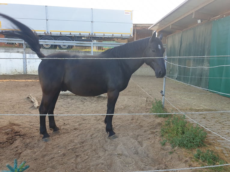 Warmblood pesado Caballo castrado 7 años 168 cm Negro in N&#xF6;rdlingen
