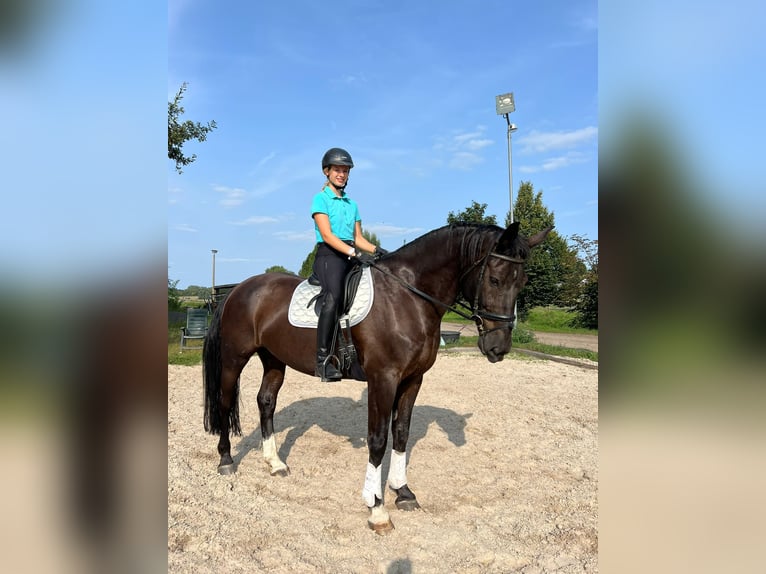 Warmblood pesado Caballo castrado 7 años 170 cm Negro in Leipzig