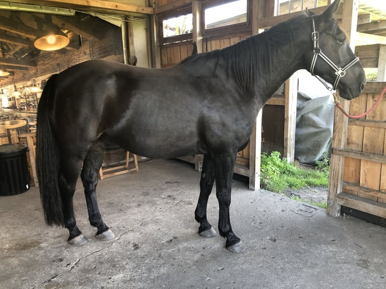 Warmblood pesado Caballo castrado 8 años 160 cm Negro in Groß Kreutz