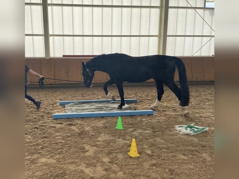Warmblood pesado Caballo castrado 8 años 163 cm Negro in Penig