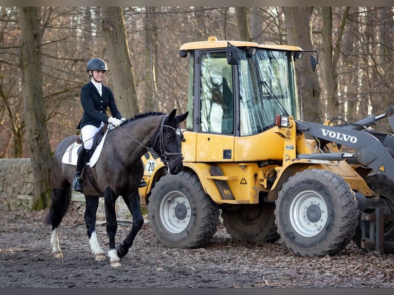 Warmblood pesado Caballo castrado 8 años 164 cm Castaño oscuro in Moritzburg