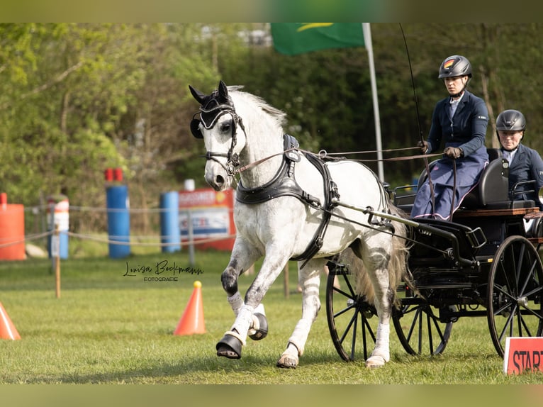 Warmblood pesado Caballo castrado 8 años 165 cm Tordo in Haltern am See