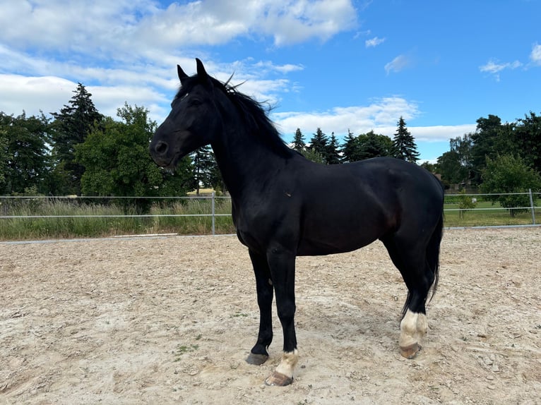 Warmblood pesado Caballo castrado 8 años 171 cm Negro in Sangerhausen