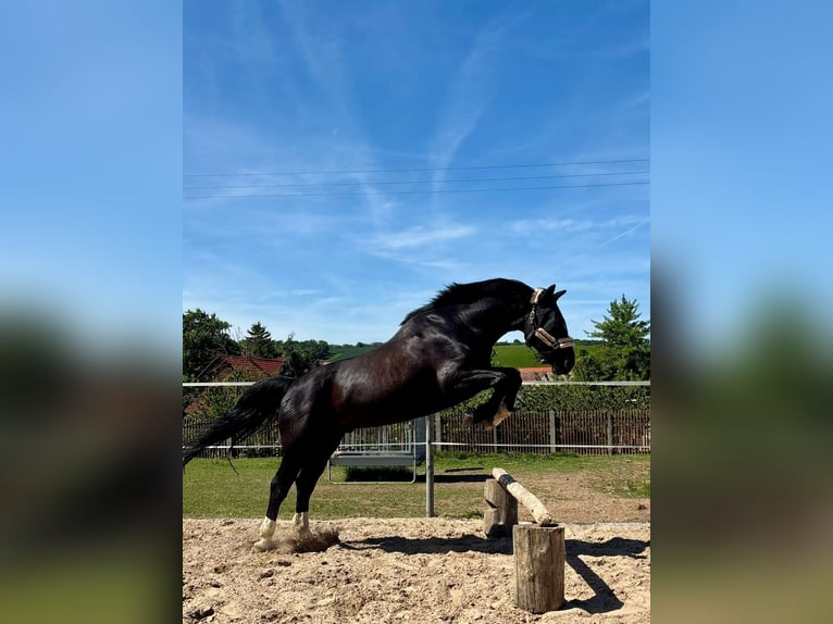 Warmblood pesado Caballo castrado 8 años 171 cm Negro in Sangerhausen
