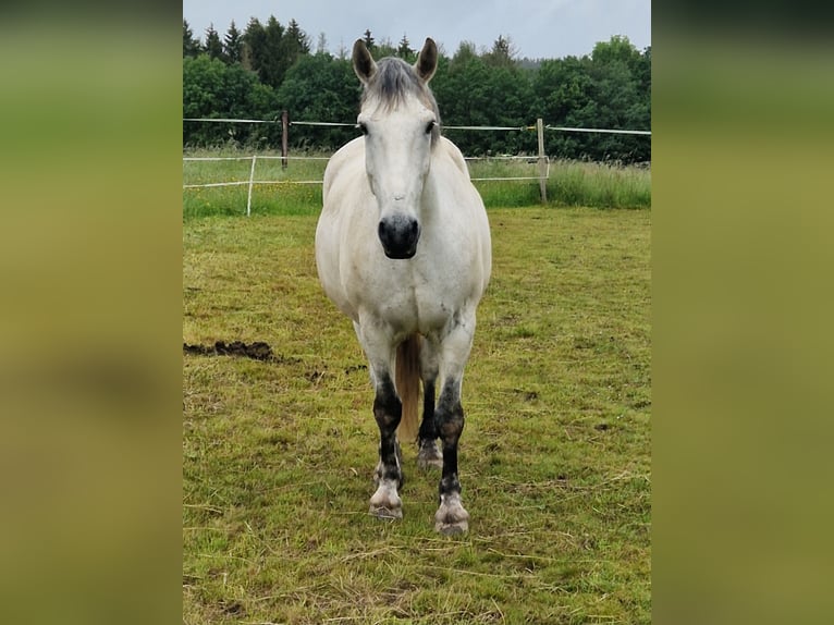 Warmblood pesado Caballo castrado 9 años 160 cm Tordo in Hillesheim