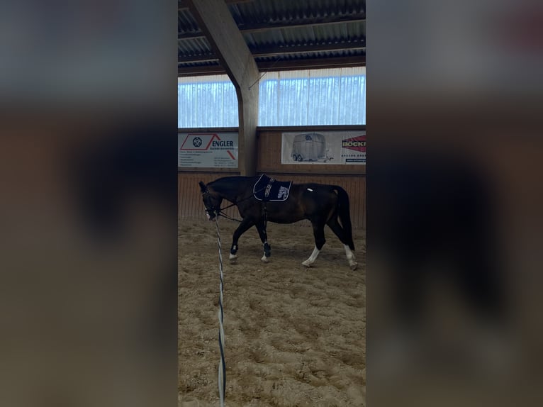 Warmblood pesado Caballo castrado 9 años 165 cm Castaño oscuro in An der Schmücke