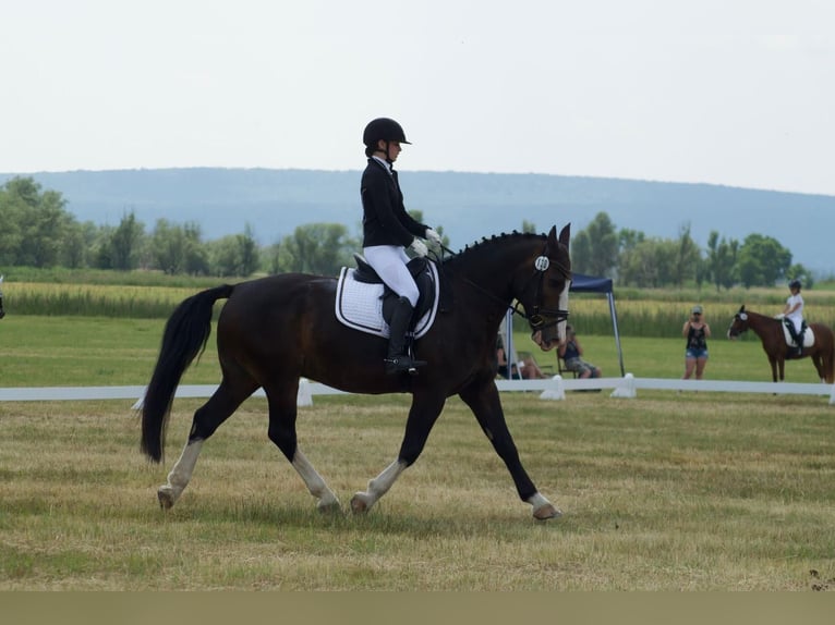 Warmblood pesado Caballo castrado 9 años 165 cm Castaño oscuro in An der Schmücke
