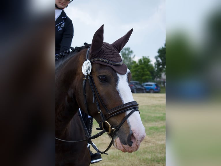 Warmblood pesado Caballo castrado 9 años 165 cm Castaño oscuro in An der Schmücke