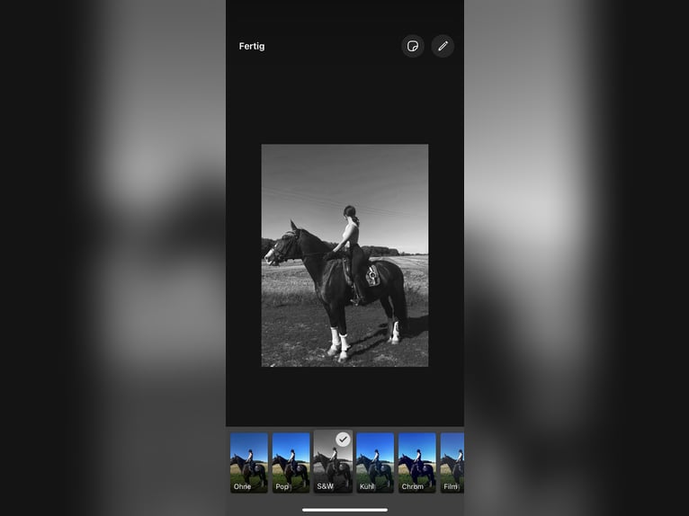 Warmblood pesado Caballo castrado 9 años 165 cm Castaño oscuro in An der Schmücke