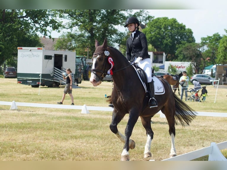 Warmblood pesado Caballo castrado 9 años 165 cm Castaño oscuro in An der Schmücke