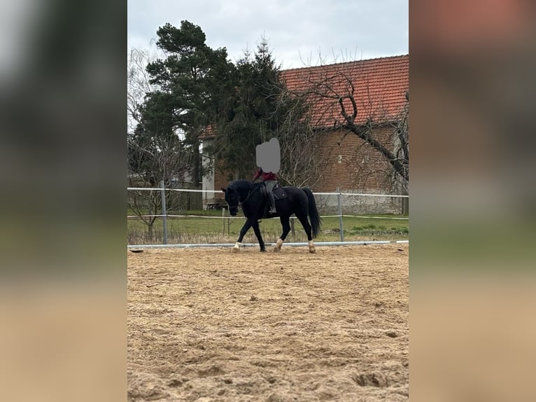 Warmblood pesado Caballo castrado 9 años 171 cm Negro in Sangerhausen