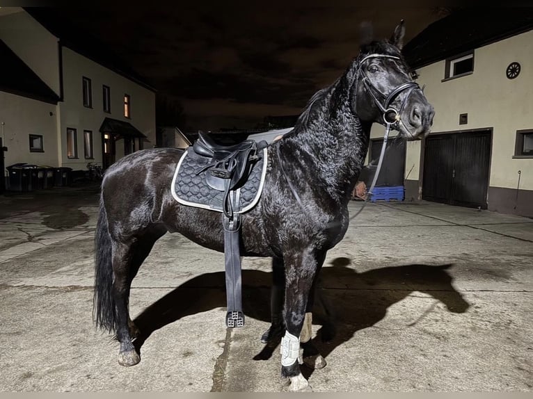 Warmblood pesado Caballo castrado 9 años 172 cm Negro in Borsdorf