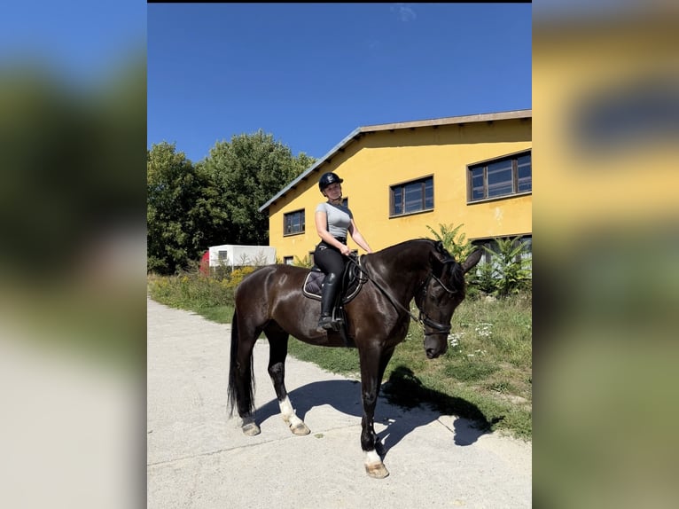 Warmblood pesado Caballo castrado 9 años 172 cm Negro in Borsdorf