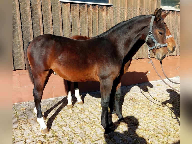 Warmblood pesado Caballo castrado Potro (03/2025) Castaño in Lo&#xDF;burg