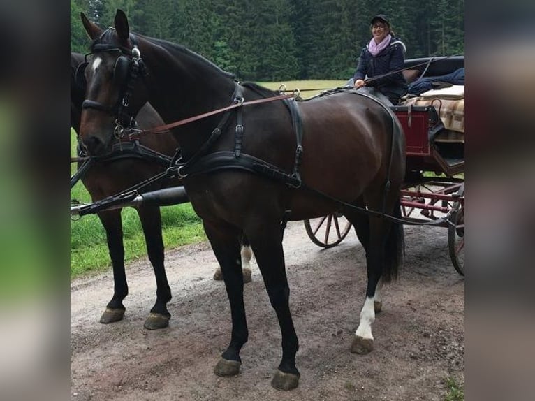 Warmblood pesado Caballo castrado Potro (03/2025) Castaño in Lo&#xDF;burg