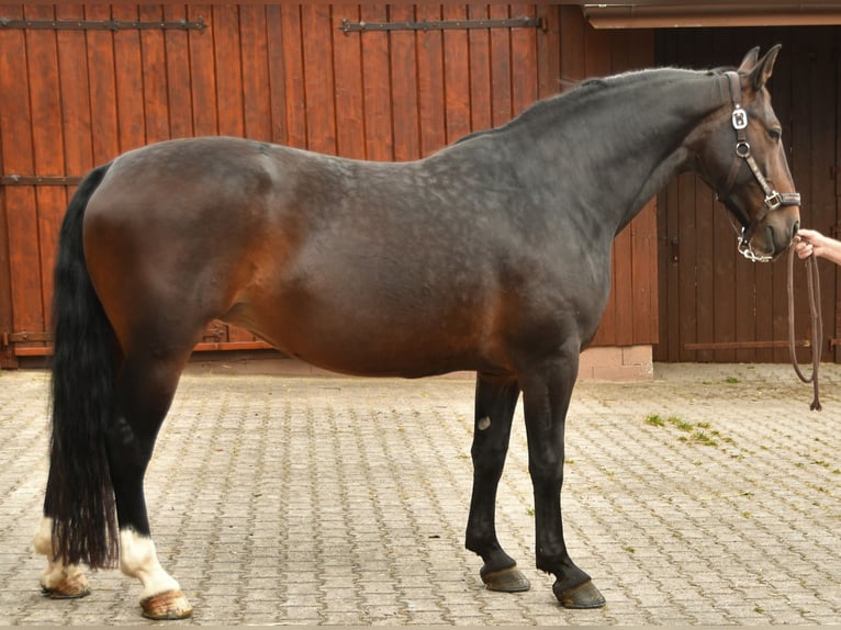 Warmblood pesado Caballo castrado Potro (03/2025) Castaño in Lo&#xDF;burg